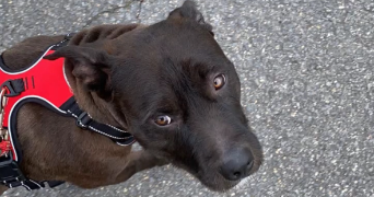 kaédi pet sitter à SANTENY 94440_1