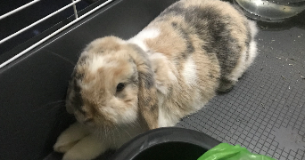 célia pet sitter à NANTES 44300_2