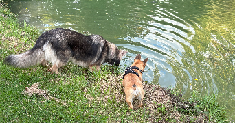 mélanie  dog sitter à CLAVETTE 17220_3