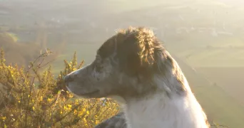 manon pet sitter à BAVENT 14860