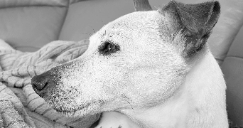 roselyne pet sitter à LEVENS 06670_2