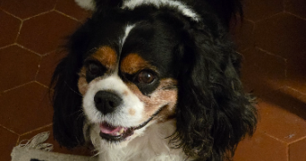 bénédicte pet sitter à CANNES 06400_8