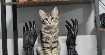 isabelle cat sitter à ST GENEST LERPT 42530_7