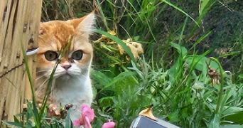 rana pet sitter à CLICHY SOUS BOIS 93390_2
