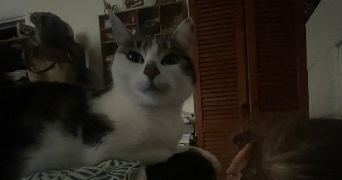 sélénia pet sitter à ELBEUF 76500_8