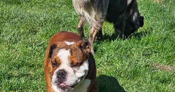 julie pet sitter à VILLERS FARLAY 39600_5