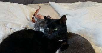 sophia pet sitter à BRIVE LA GAILLARDE 19100_0