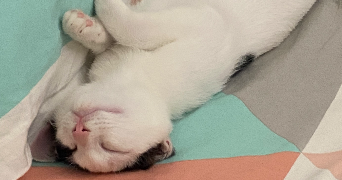 célia pet sitter à PARIS 13 75013_2