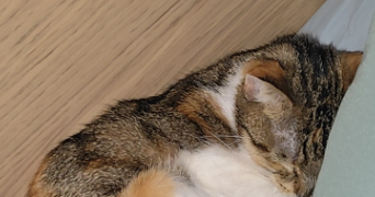 jade pet sitter à WASQUEHAL 59290_1