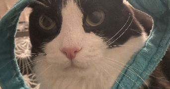 melissa pet sitter à NEUILLY PLAISANCE 93360_1