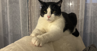 katia pet sitter à REIGNIER ESERY 74930_0