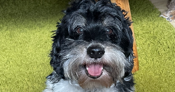 manihi pet sitter à Boulogne sur mer 62200_9