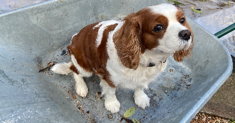 marion pet sitter à MONTBRISON 42600_0