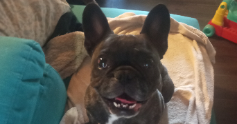 mélanie pet sitter à ST PIERRE DE SOUCY 73800_2