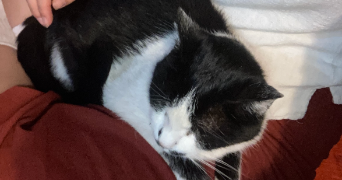 célia pet sitter à CHELLES 77500_2