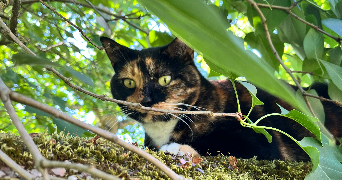 emeline pet sitter à BOUXIERES AUX CHENES 54770_1