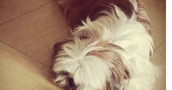 ELODIE pet sitter à Saint-Laurent-du-Var 06700_2