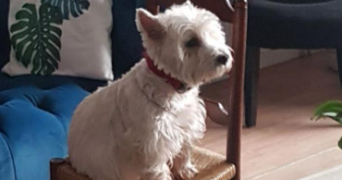 gabrielle pet sitter à BAGNEUX 92220_3