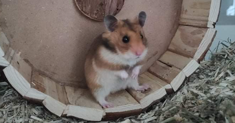 maïténa pet sitter à CHATEAU LANDON 77570_2