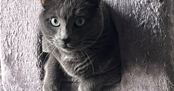 doriane pet sitter à BONDOUFLE 91070_3