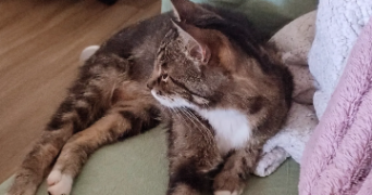 Émilie pet sitter à PIERRE BENITE 69310_3