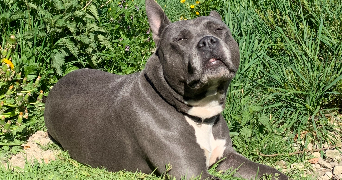 steffy pet sitter à ARMENTIERES 59280_4