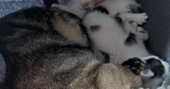 angelina pet sitter à PONT SUR SAMBRE 59138_1