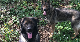 melyna pet sitter à Bologne 52310_2