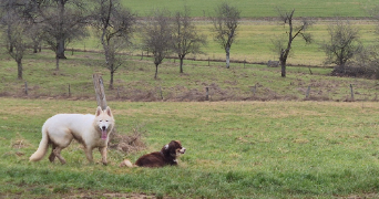 Aurelie pet sitter à Plou 18290_3
