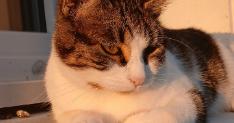 morgane pet sitter à COUZEIX 87270_6