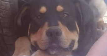 deborah pet sitter à BEAUVOISIN 30640_3
