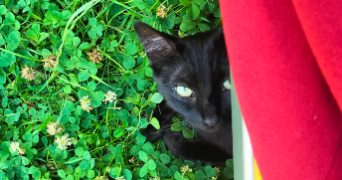 domitille pet sitter à ANGERS 49100_6