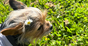 angel pet sitter à FONTENAY LE COMTE 85200_3