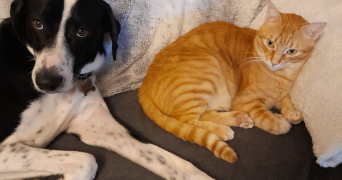 hailie pet sitter à ST JUERY 81160_1
