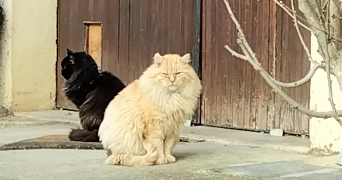 stocchetti pet sitter à EURRE 26400_1