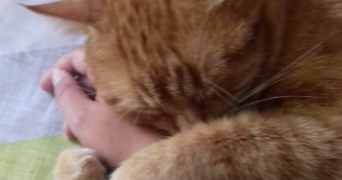 eloïse pet sitter à Angers 49100_0