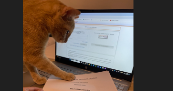 lilou pet sitter à PARIS 03 75003_3