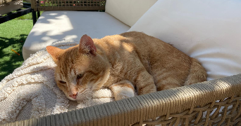 lounes pet sitter à LES ULIS 91940_2