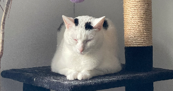 laura pet sitter à LINGOLSHEIM 67380_1