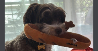 mikael dog sitter à BOULOGNE BILLANCOURT 92100_2