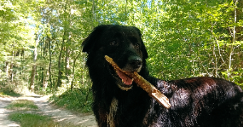 madison pet sitter à NOMDIEU 47600_9
