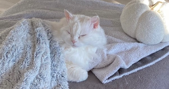 orane pet sitter à ANNECY 74960_1