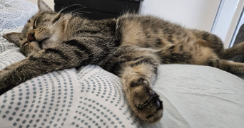 clémence pet sitter à DREUX 28100_2