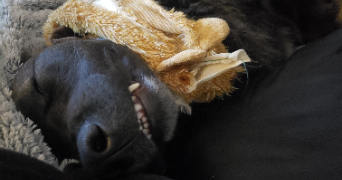 julie pet sitter à VILLERS FARLAY 39600_6