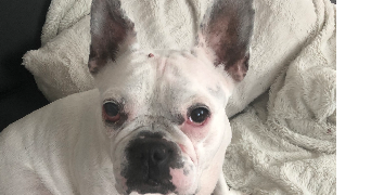 lila dog sitter à NANTERRE 92000_0