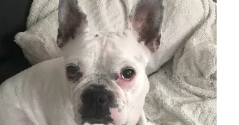 lila dog sitter à NANTERRE 92000