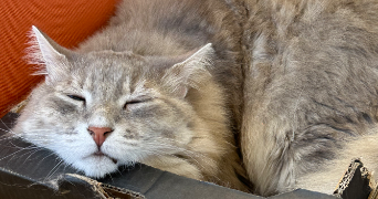 léana pet sitter à BOULOGNE BILLANCOURT 92100_2