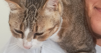 elaia pet sitter à LE PRADET 83220_1