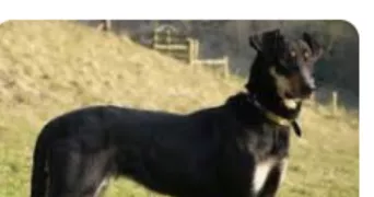 françoise pet sitter à CHATEAU ARNOUX ST AUBAN 04160