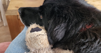 camille pet sitter à VILLEURBANNE 69100_5